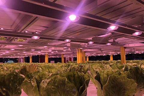 波兰植物农场种植补光方案