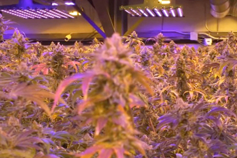 LED在植物照明中的应用二之植物生长