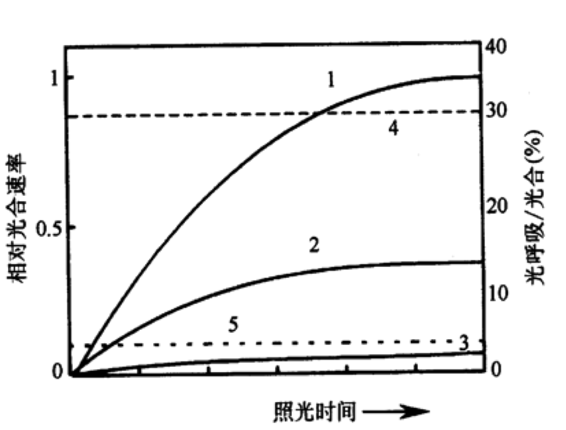 植物照明