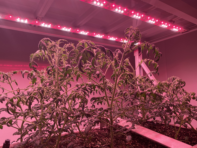 植物照明